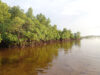 What are Mangroves?