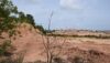 Importance and Threats to Mangroves