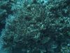 Importance and Threats to Corals