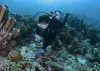 Coral Reefs and Restoration in Singapore’s Turbid Waters