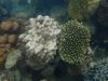 What are Corals?
